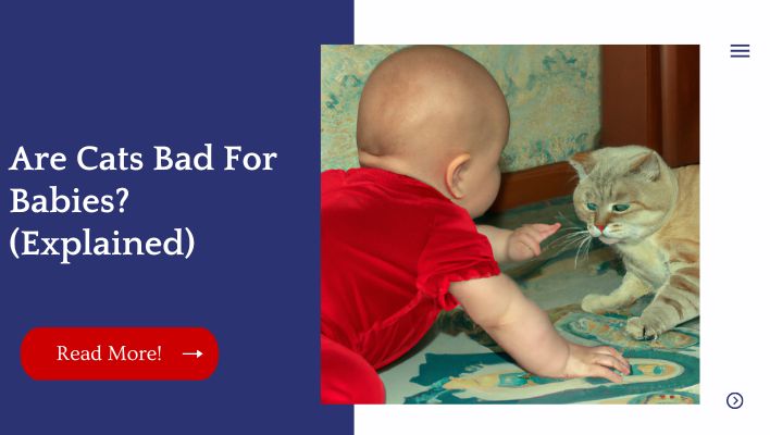 Are Cats Bad For Babies? (Explained)