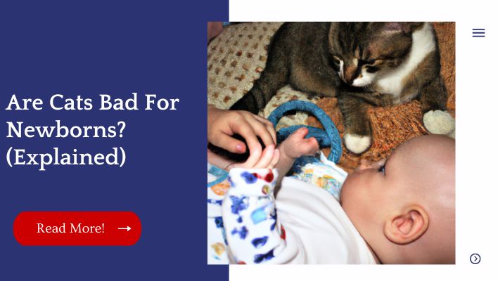 Are Cats Bad For Newborns? (Explained)