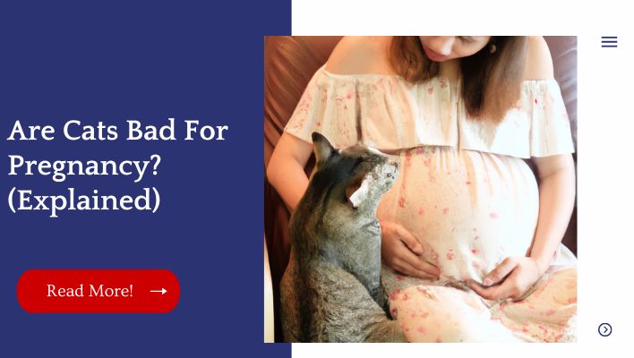 Are Cats Bad For Pregnancy? (Explained)