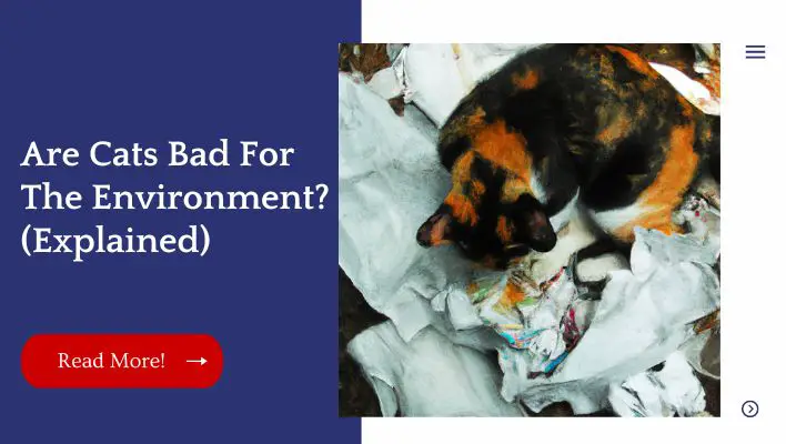 are-cats-bad-for-the-environment-explained