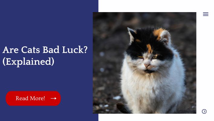 Are Cats Bad Luck? (Explained)