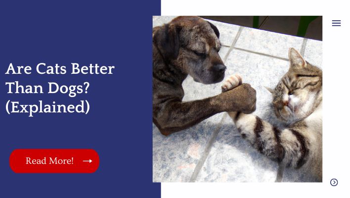 Are Cats Better Than Dogs? (Explained)