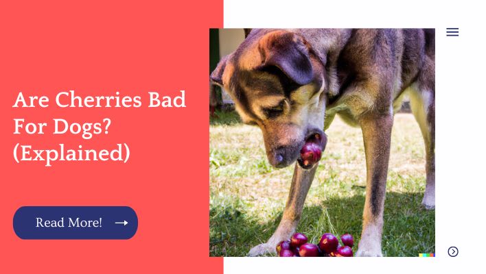 Are Cherries Bad For Dogs? (Explained)