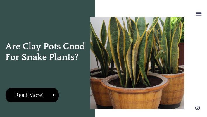 Are Clay Pots Good For Snake Plants?