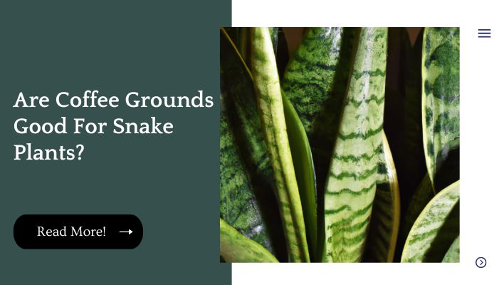 Are Coffee Grounds Good For Snake Plants?