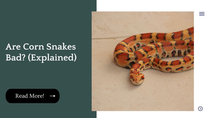 Are Corn Snakes Bad? (Explained)