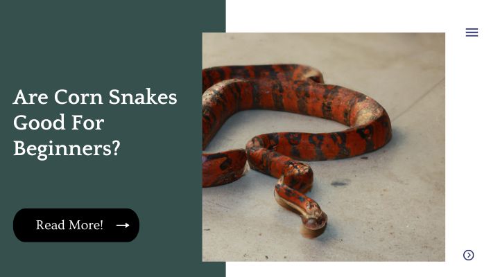 Are Corn Snakes Good For Beginners?