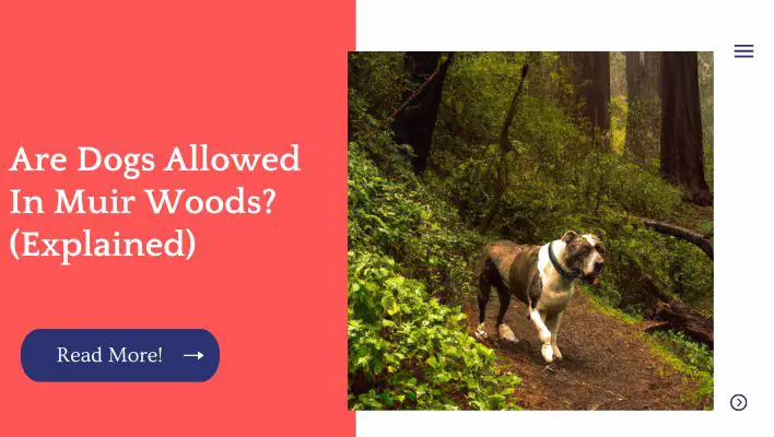 Are Dogs Allowed In Muir Woods? (Explained)