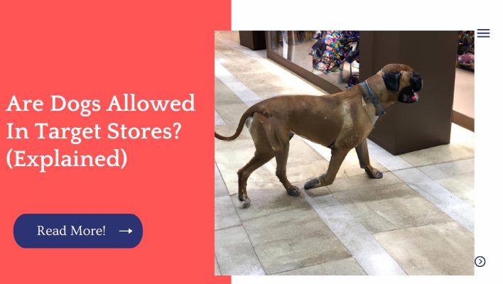 Are Dogs Allowed In Target Stores? (Explained)