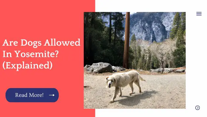 Are Dogs Allowed In Yosemite? (Explained)