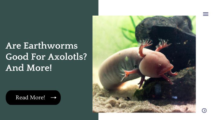 Are Earthworms Good For Axolotls? And More!