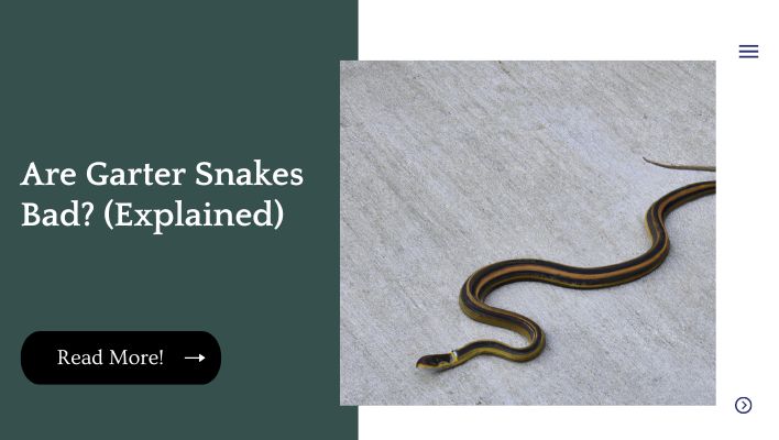 Are Garter Snakes Bad? (Explained)