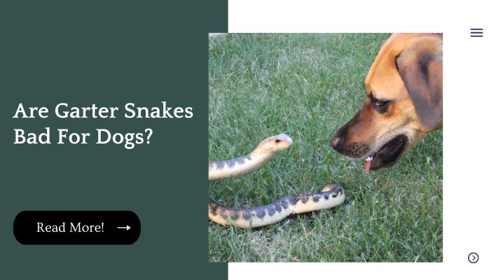 Are Garter Snakes Bad For Dogs?