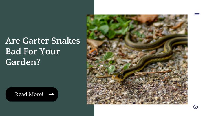 are-garter-snakes-bad-for-your-garden