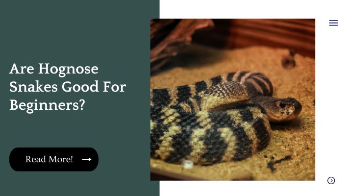 Are Hognose Snakes Good For Beginners?