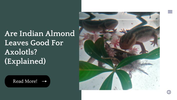 Are Indian Almond Leaves Good For Axolotls? (Explained)