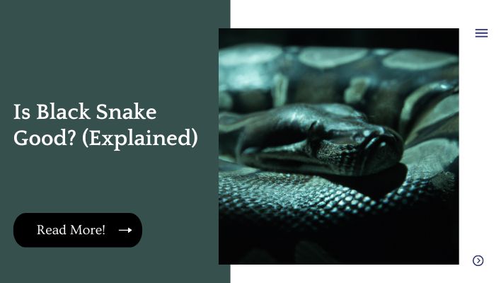 Is Black Snake Good? (Explained)