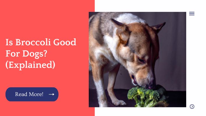 Is Broccoli Good For Dogs? (Explained)