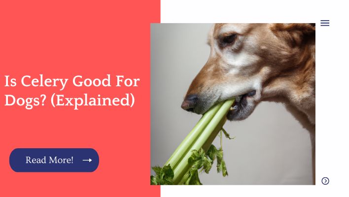 Is Celery Good For Dogs? (Explained)