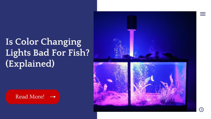 Is Color Changing Lights Bad For Fish? (Explained)