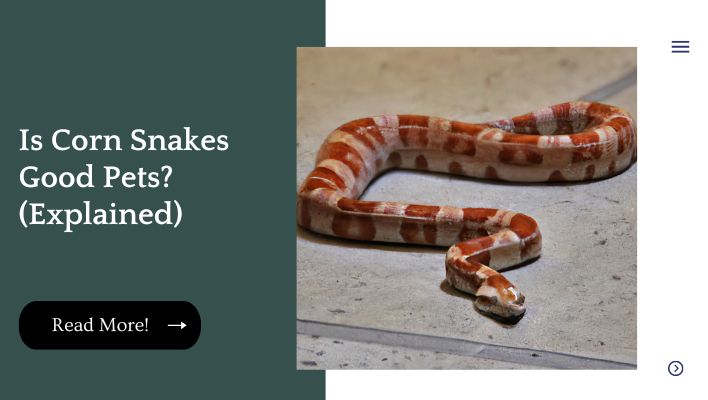 Is Corn Snakes Good Pets? (Explained)