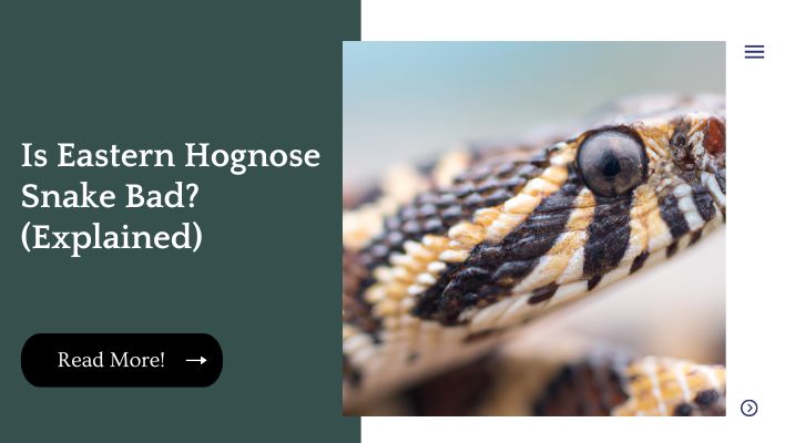 Is Eastern Hognose Snake Bad? (Explained)