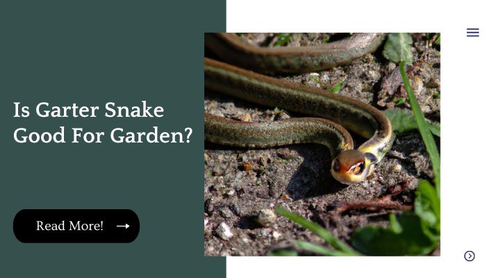 Is Garter Snake Good For Garden?