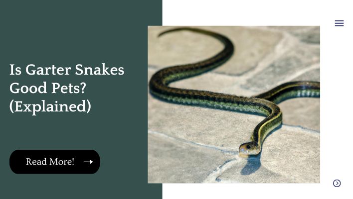 Is Garter Snakes Good Pets? (Explained)