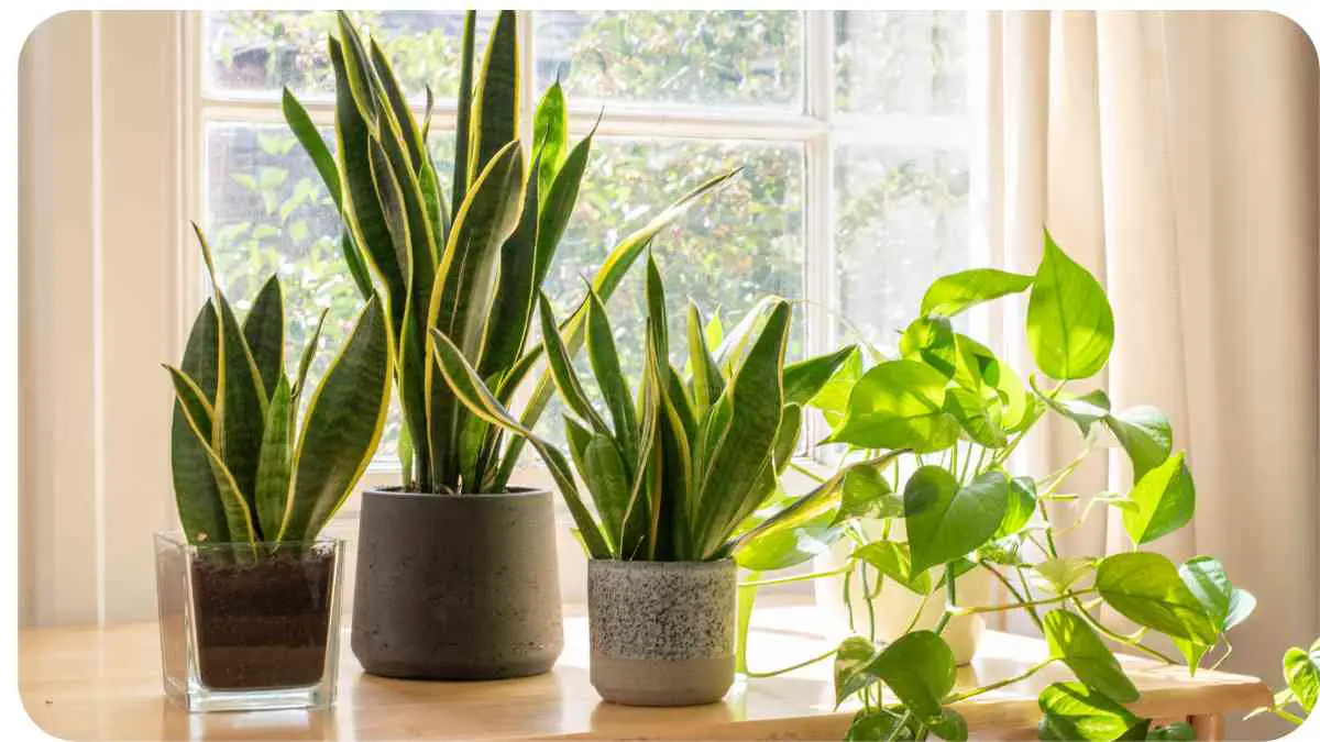 Optimizing Snake Plant Growth with Eggshells: A Complete Guide