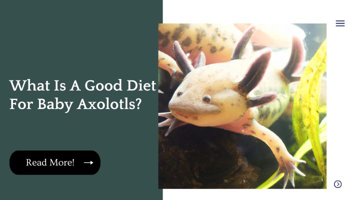 What Is A Good Diet For Baby Axolotls?