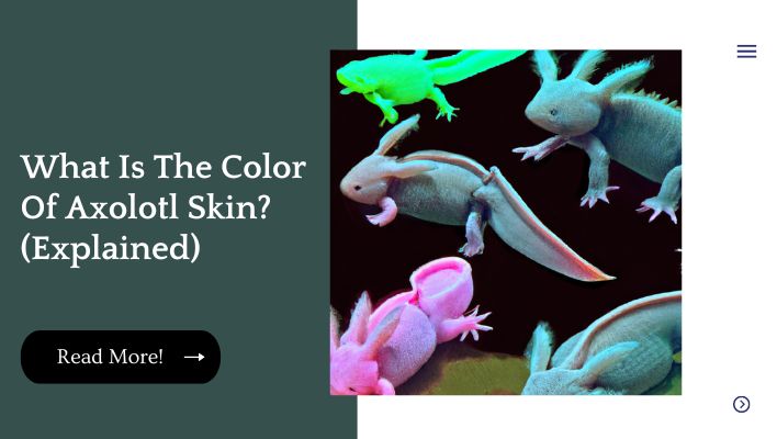 What Is The Color Of Axolotl Skin? (Explained) | Unified Pets