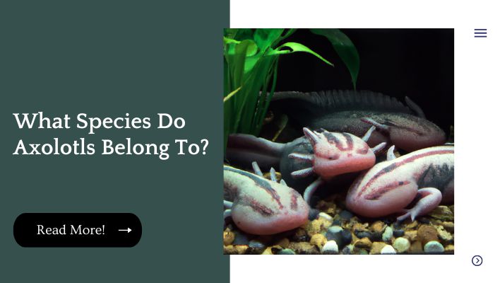 What Species Do Axolotls Belong To?