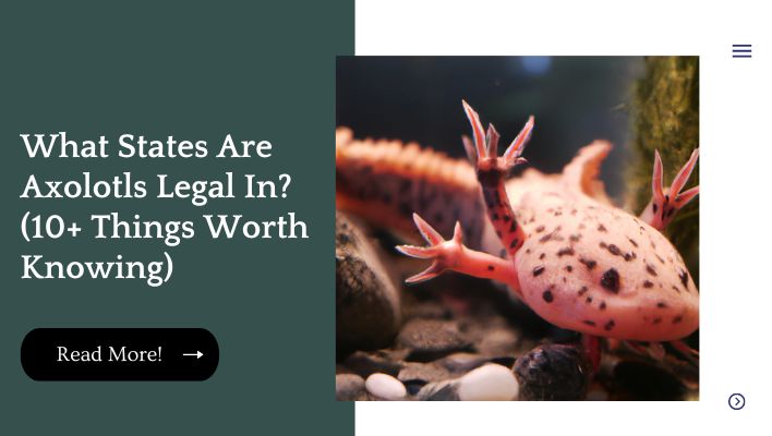 What States Are Axolotls Legal In? (10+ Things Worth Knowing)