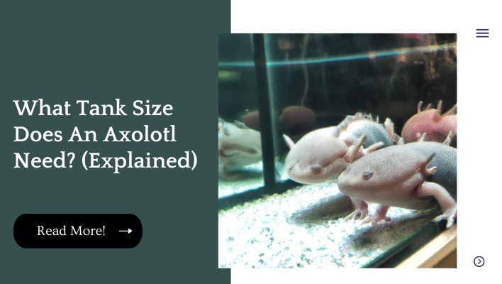 What Tank Size Does An Axolotl Need? (Explained)