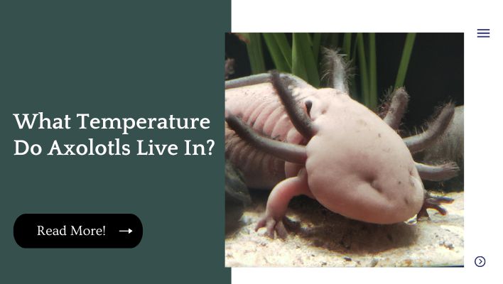 What Temperature Do Axolotls Live In?
