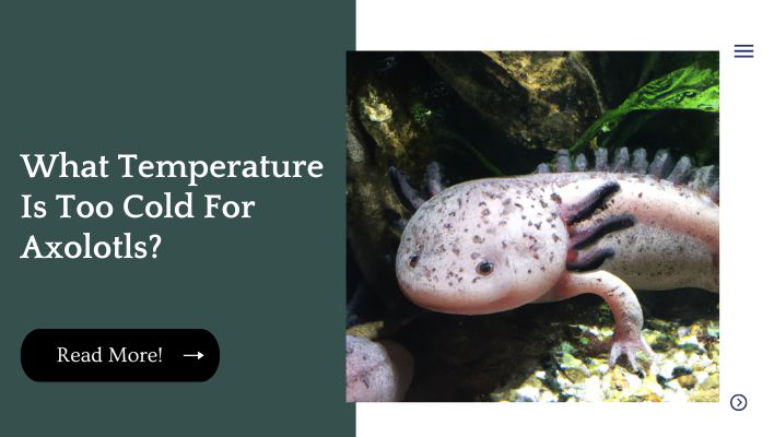 What Temperature Is Too Cold For Axolotls?