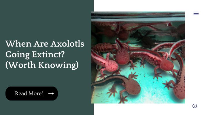 When Are Axolotls Going Extinct? (Worth Knowing)