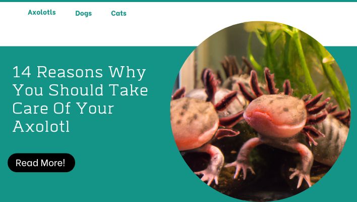 14 Reasons Why You Should Take Care Of Your Axolotl