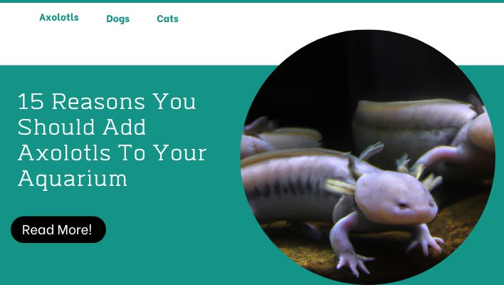 15 Reasons You Should Add Axolotls To Your Aquarium