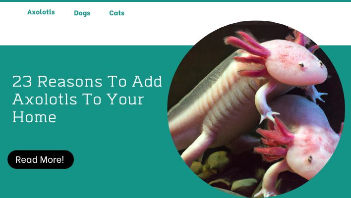 23 Reasons To Add Axolotls To Your Home