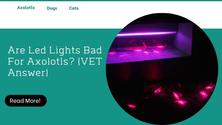 Are Led Lights Bad For Axolotls? (VET Answer)