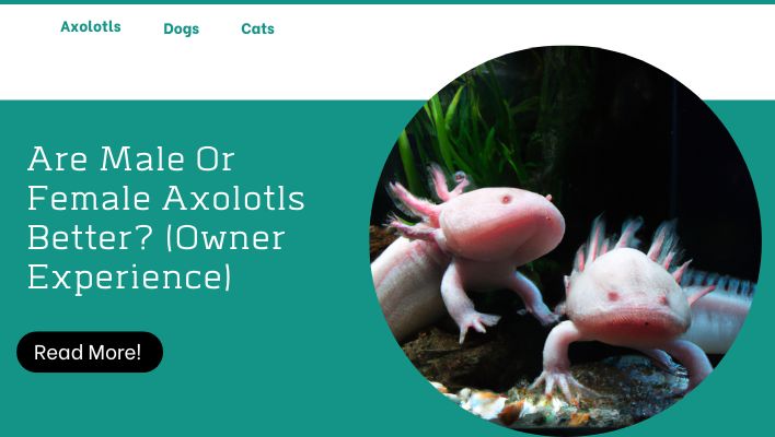 Are Male Or Female Axolotls Better? (Owner Experience)