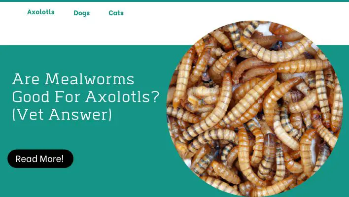 Are Mealworms Good For Axolotls? (Vet Answer)