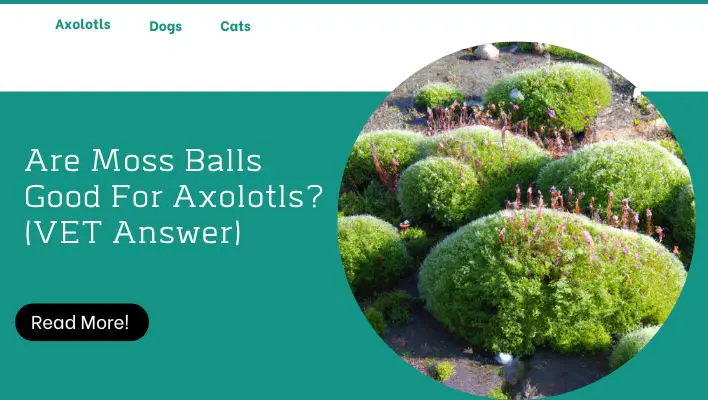 Are Moss Balls Good For Axolotls? (VET Answer)