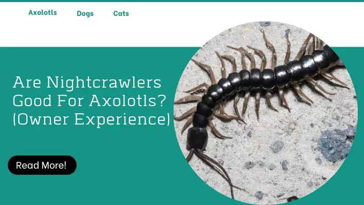 Are Nightcrawlers Good For Axolotls? (Owner Experience)