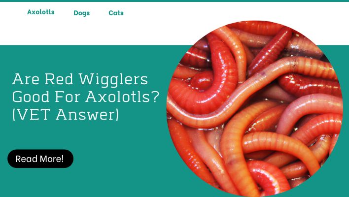 Are Red Wigglers Good For Axolotls? (VET Answer)