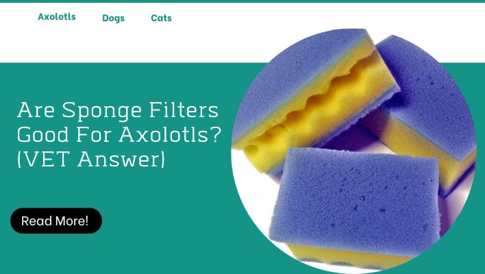 Are Sponge Filters Good For Axolotls? (VET Answer)