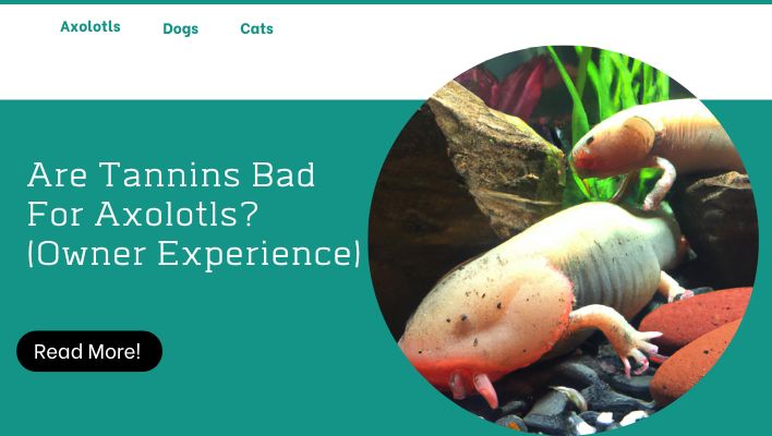 Are Tannins Bad For Axolotls? (Owner Experience)