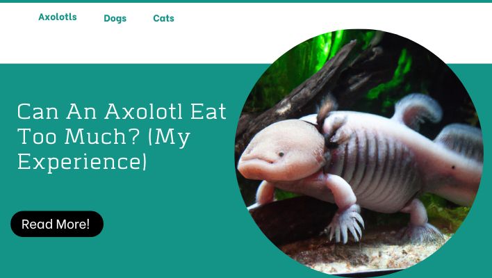 Can An Axolotl Eat Too Much? (My Experience)