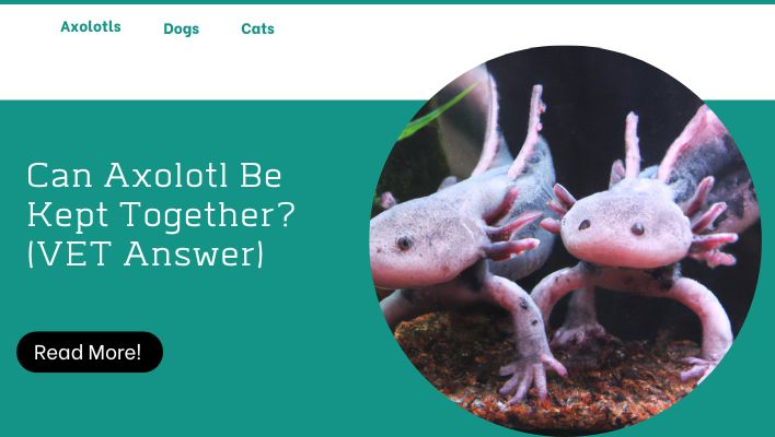 Can Axolotl Be Kept Together? (VET Answer)